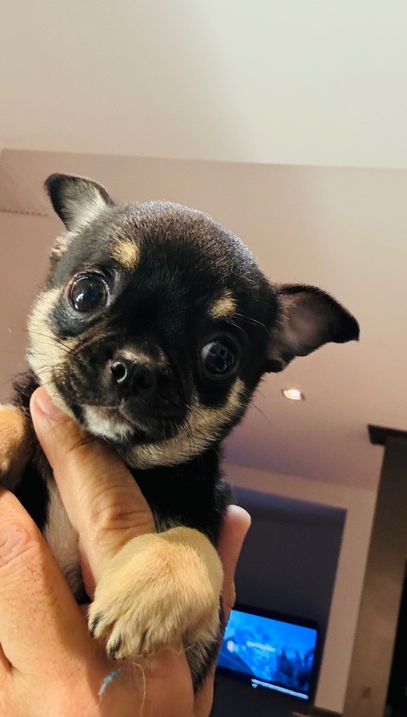 Jet Set's Blue Star - À vendre super mâle Chihuahua, noir et feu petite taille