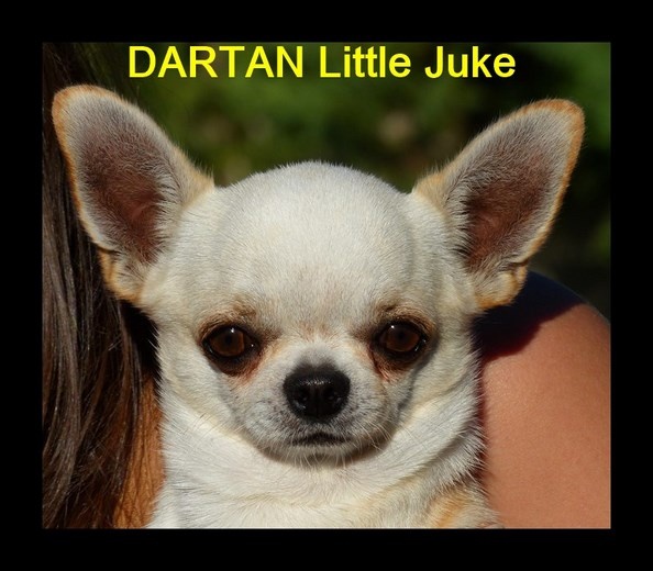 dartan Little juke