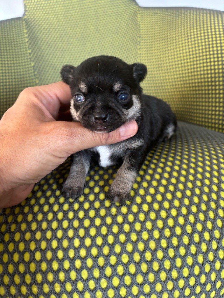 Jet Set's Blue Star - Chiot disponible  - Chihuahua