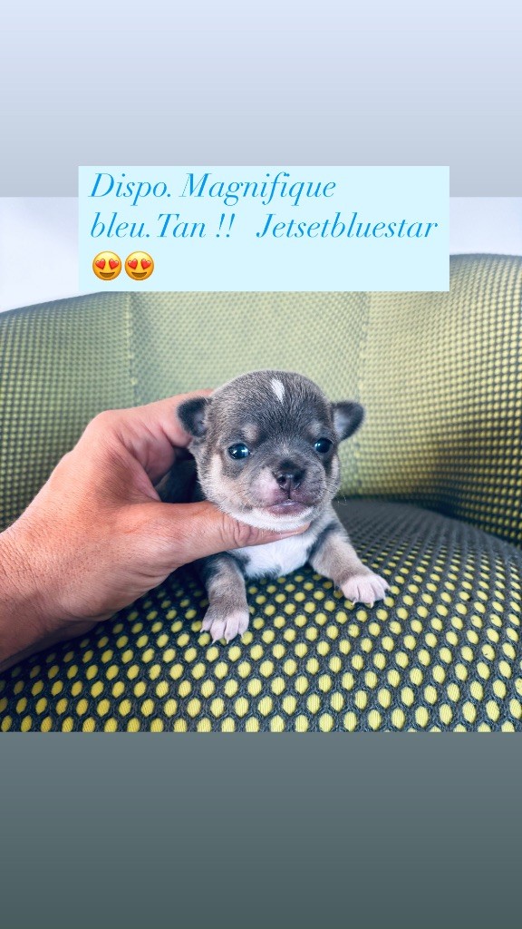 chiot Chihuahua Jet Set's Blue Star