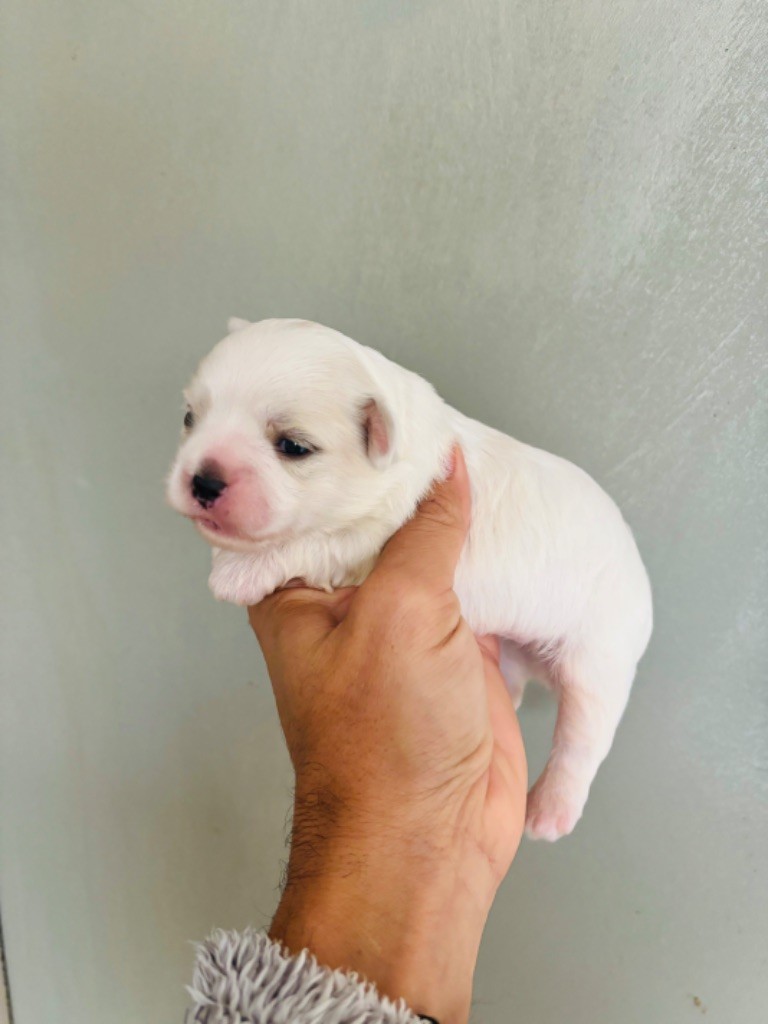 chiot Bichon maltais Jet Set's Blue Star