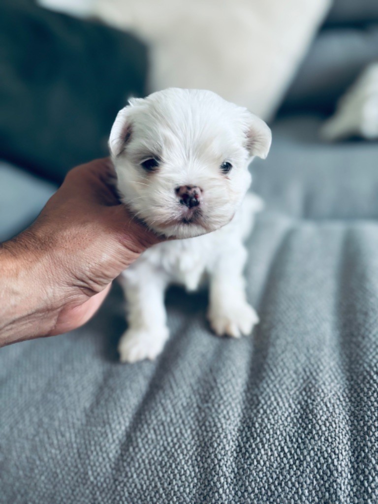 chiot Bichon maltais Jet Set's Blue Star