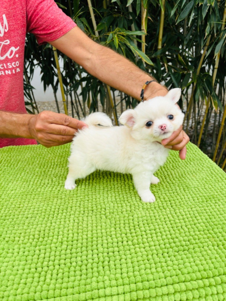 Jet Set's Blue Star - Chiot disponible  - Chihuahua