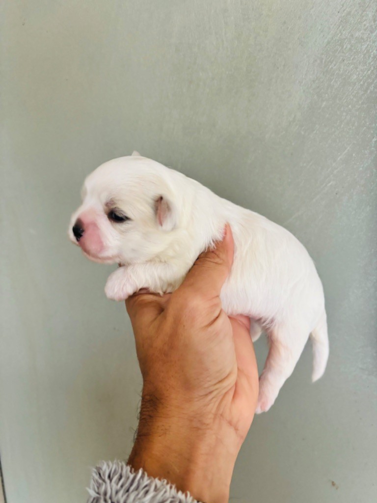 Jet Set's Blue Star - Chiot disponible  - Bichon maltais