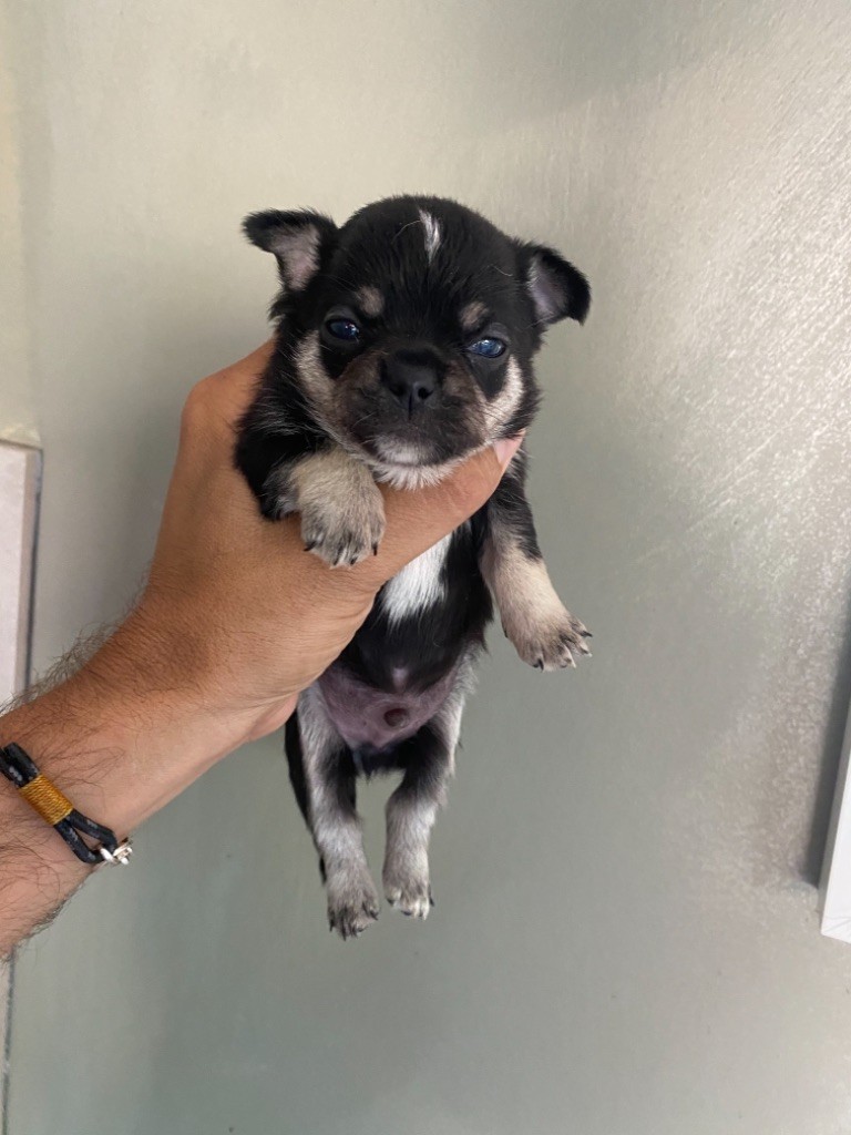 Jet Set's Blue Star - Chiot disponible  - Chihuahua