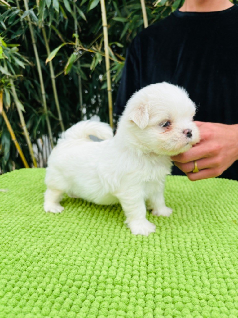 Jet Set's Blue Star - Chiot disponible  - Bichon maltais