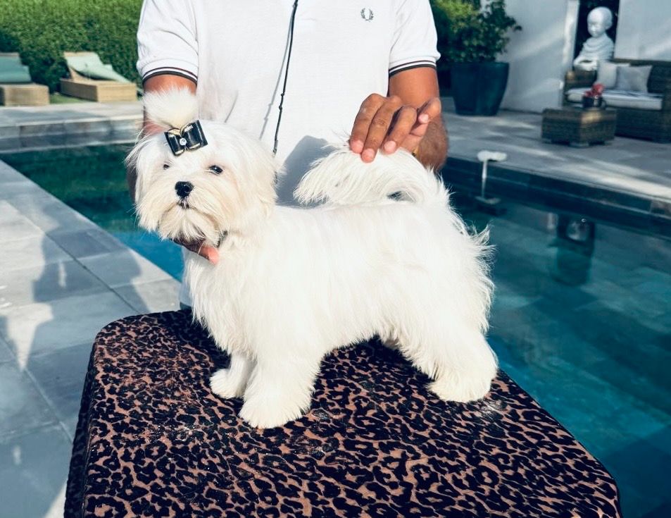 Jet Set's Blue Star Altesse