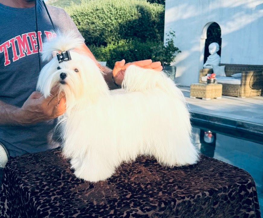 cinecitta' Priscilla lane