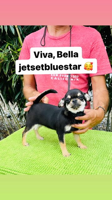 Jet Set's Blue Star Viva bella