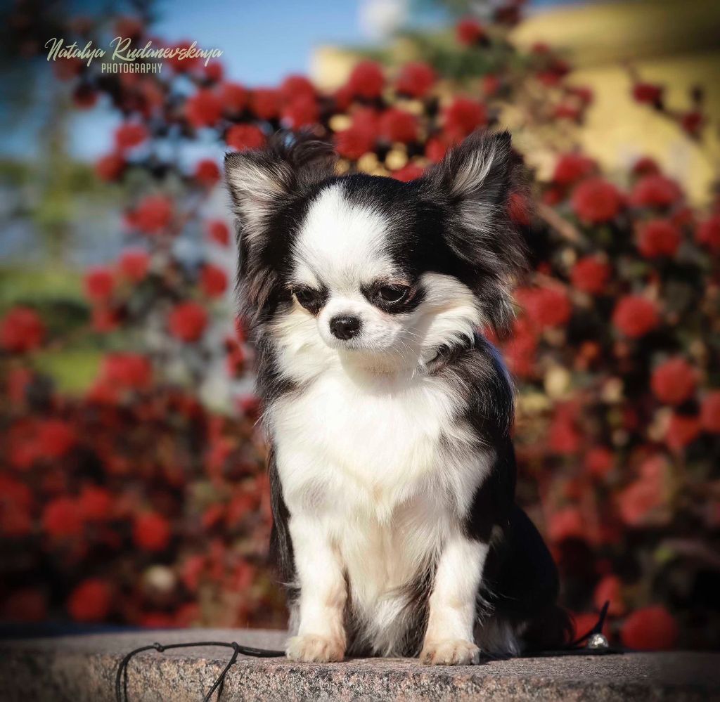 ljustalver's Bozhanna