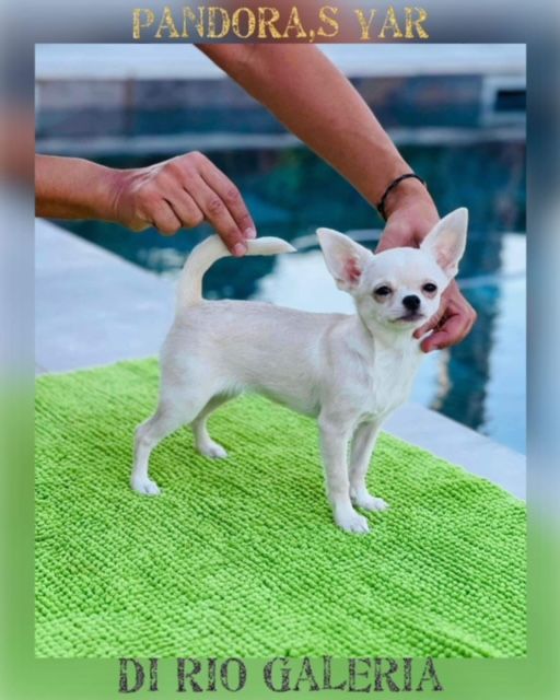 Pandora's di rio Galeria