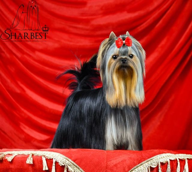 Fantastic heroe sharbest Jet Set's Blue Star