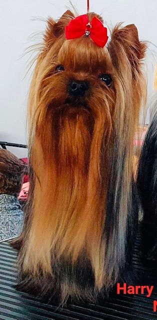 Unbelievable désire york