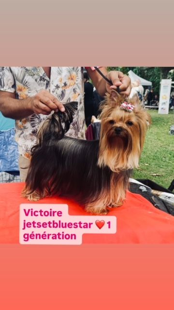 Jet Set's Blue Star Victoire