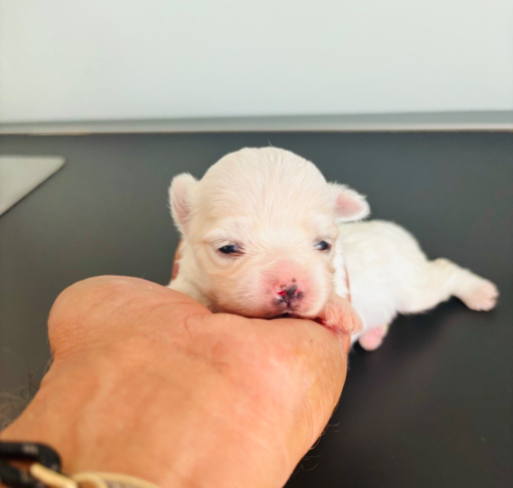 Jet Set's Blue Star - Bichon maltais male superbe, qualité, fourrure et poil parents. Champi