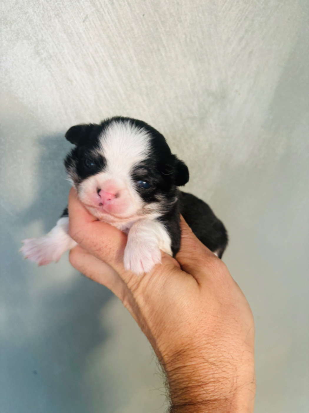 Superbe, petit sujet mâle poil long. Tricolore contact au 06 18 07 0956