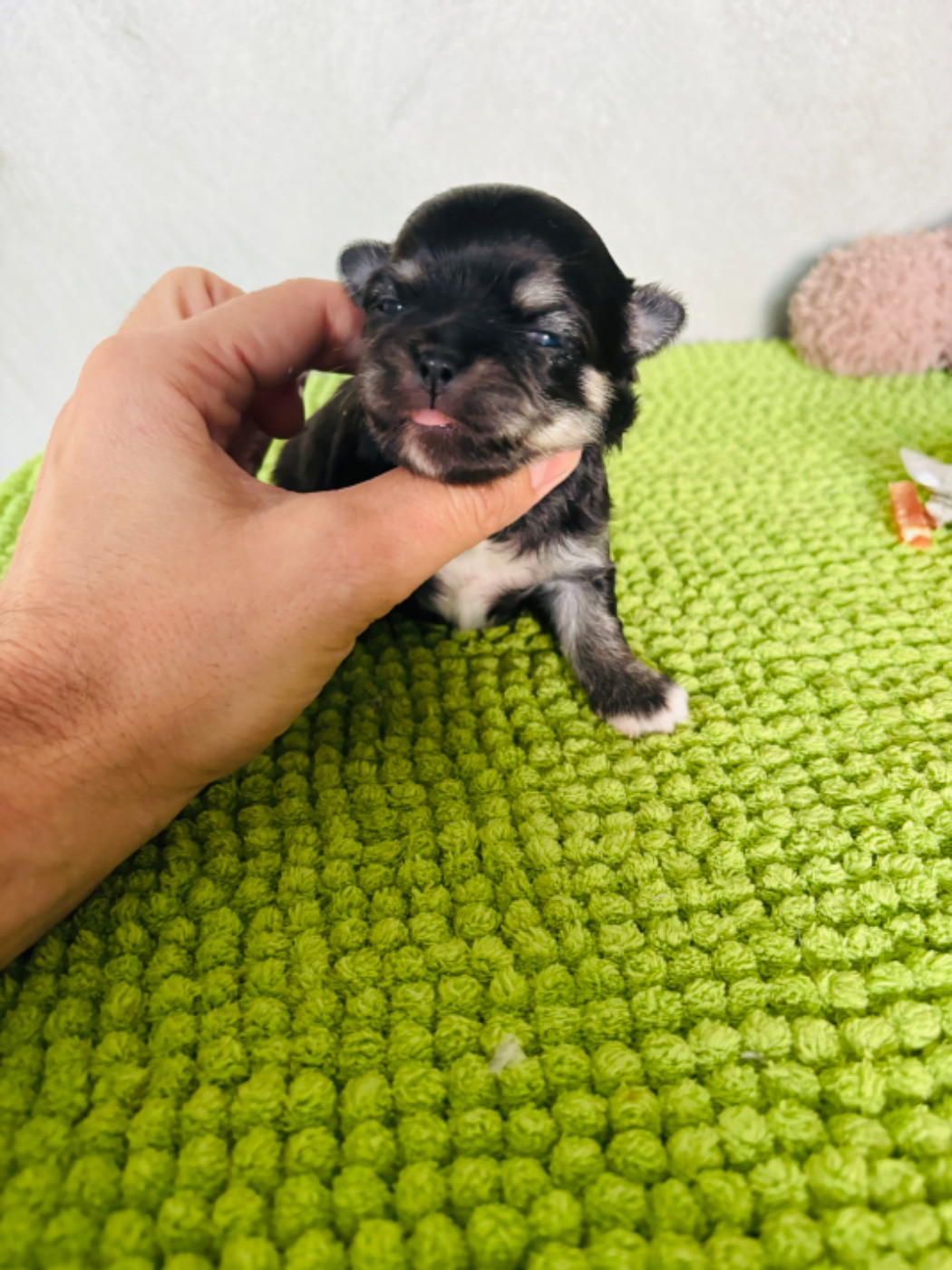 Superbe sujet poil long. Mini pour tout contact au 06 18 07/09 56