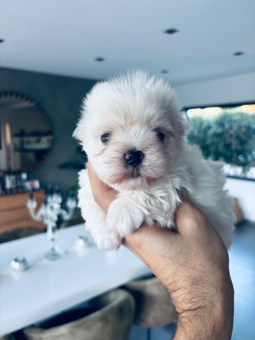 Bichon maltais male. Petit format super sujet contact au 06 18 07 0956