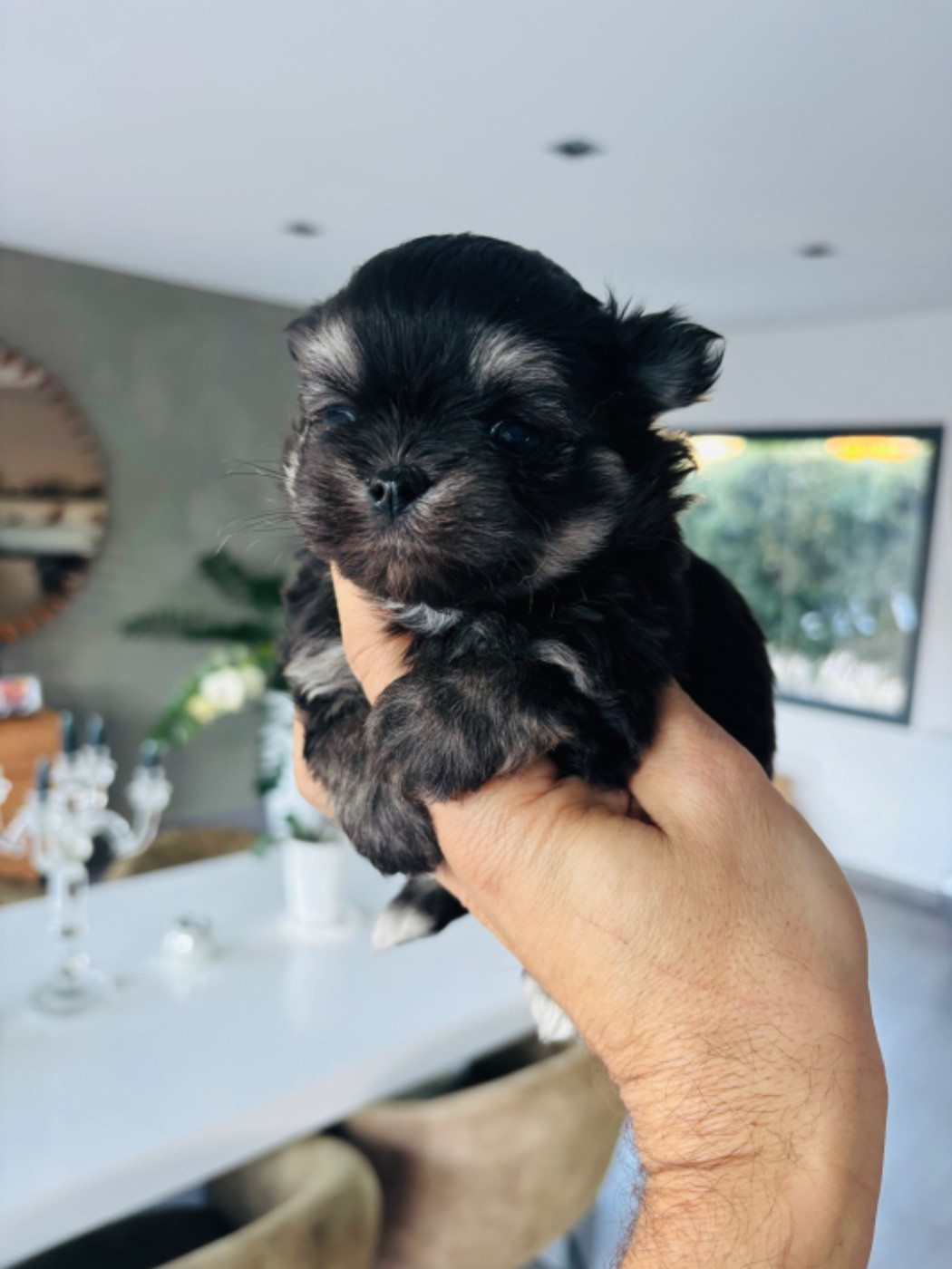 Superbe sujet poil long. Mini pour tout contact au 06 18 07/09 56