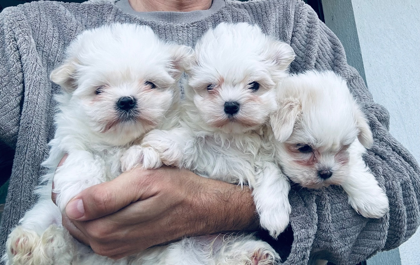 Superbe petit Bichon Maltais mâle et femelles. Née le 08/03/2026. À réserver