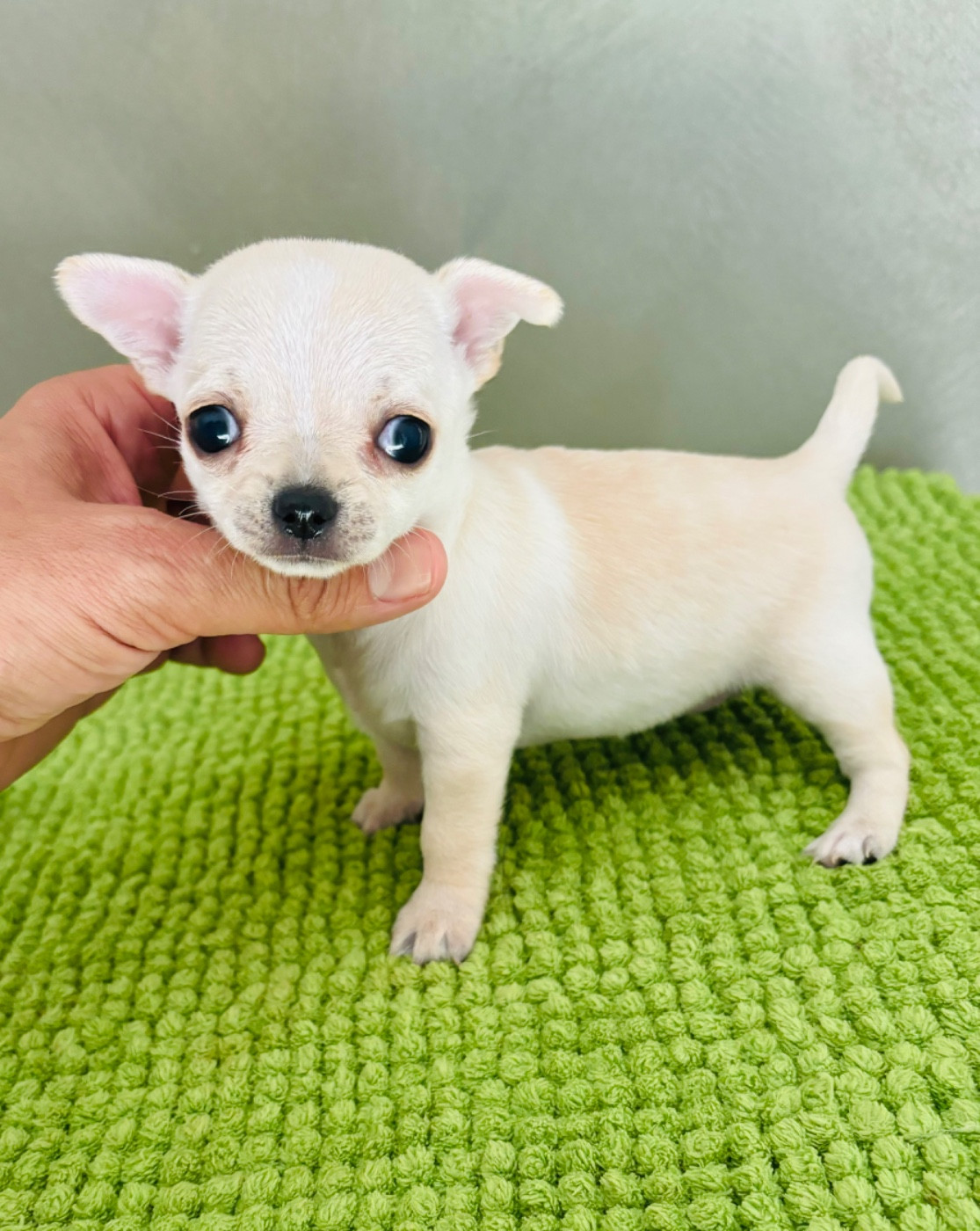 Superbe fille et garçon Chihuahua poil court mini