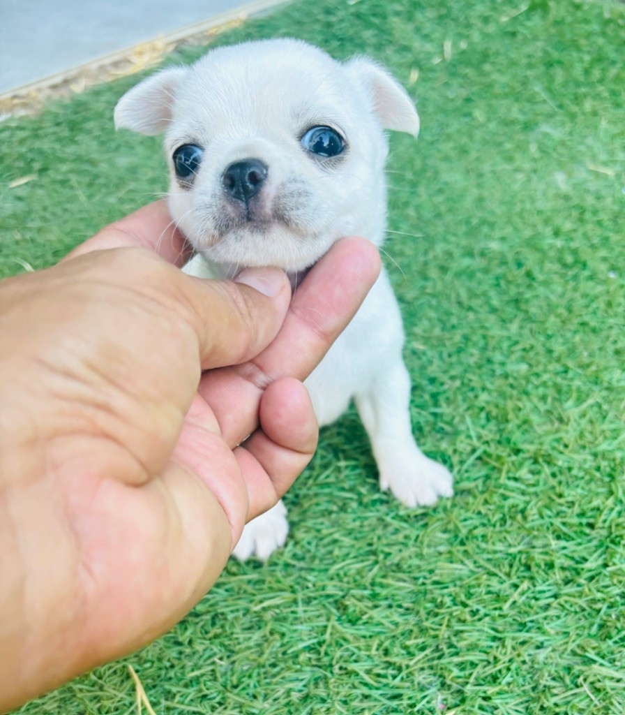 Chihuahua poil court, mâle blanc petit sujet