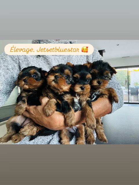 MES YORKSHIRE TERRIERS