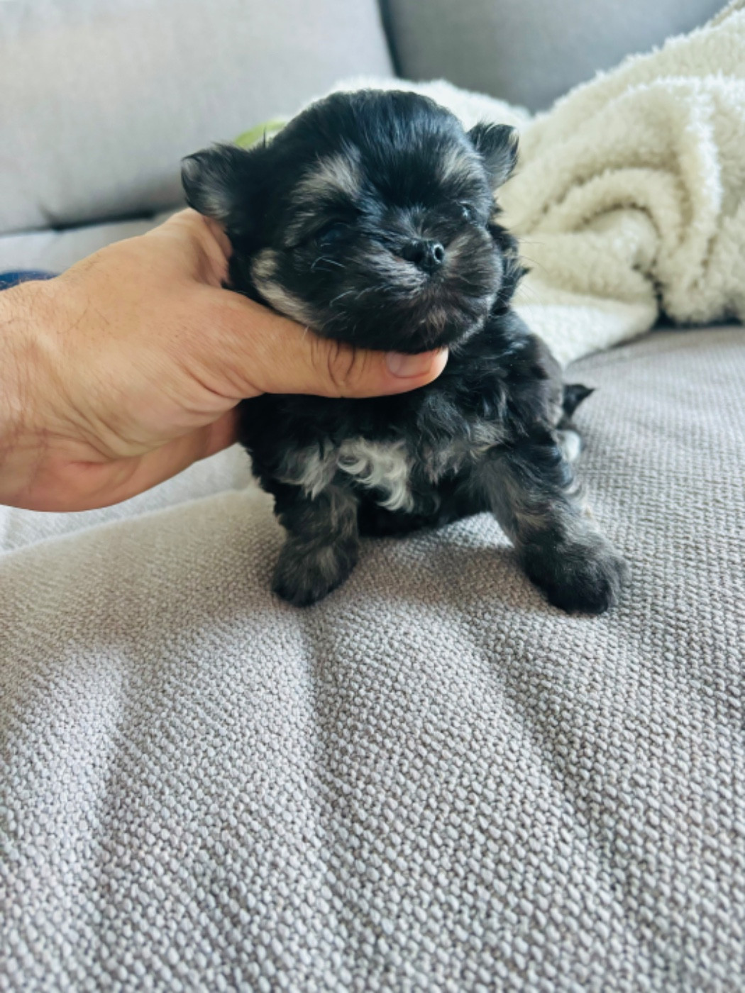 Jet Set's Blue Star - Chiots disponibles - Chihuahua