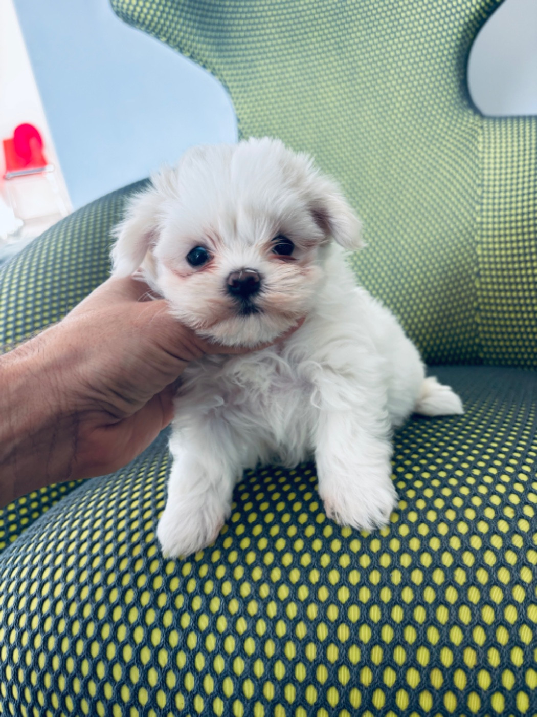 Jet Set's Blue Star - Chiots disponibles - Bichon maltais
