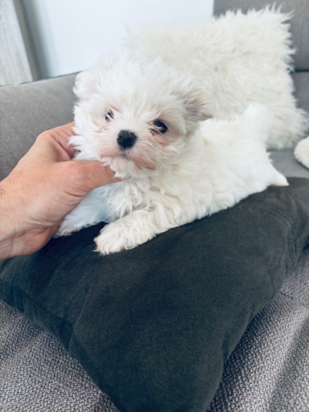 Jet Set's Blue Star - Chiots disponibles - Bichon maltais