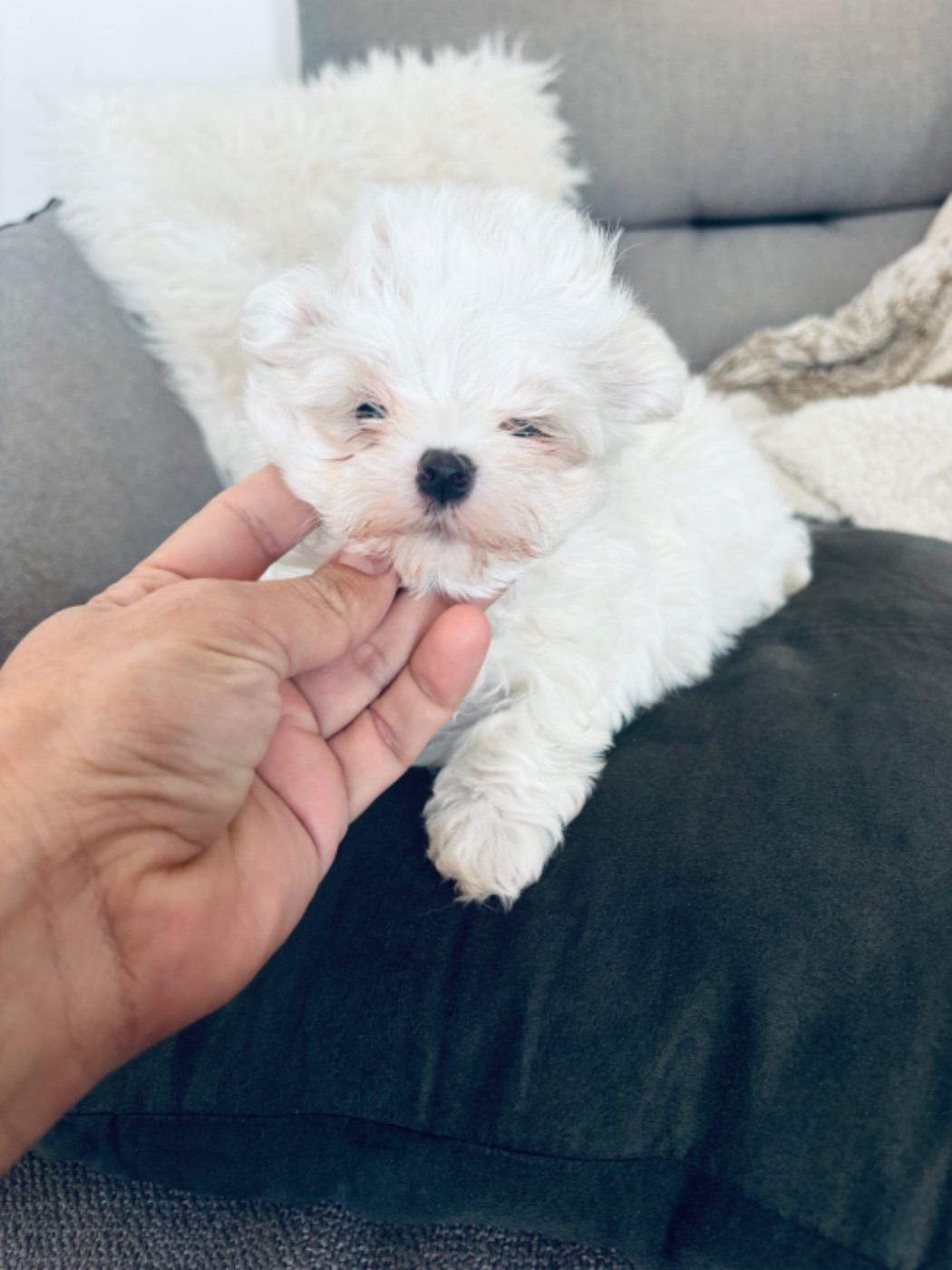 Jet Set's Blue Star - Chiots disponibles - Bichon maltais