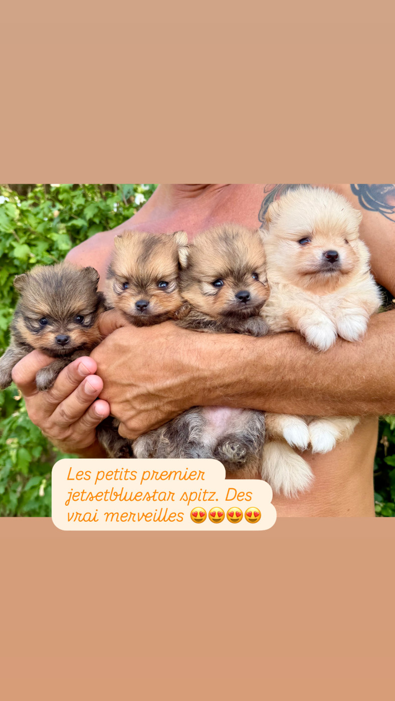 Chiot Spitz allemand Jet Set's Blue Star