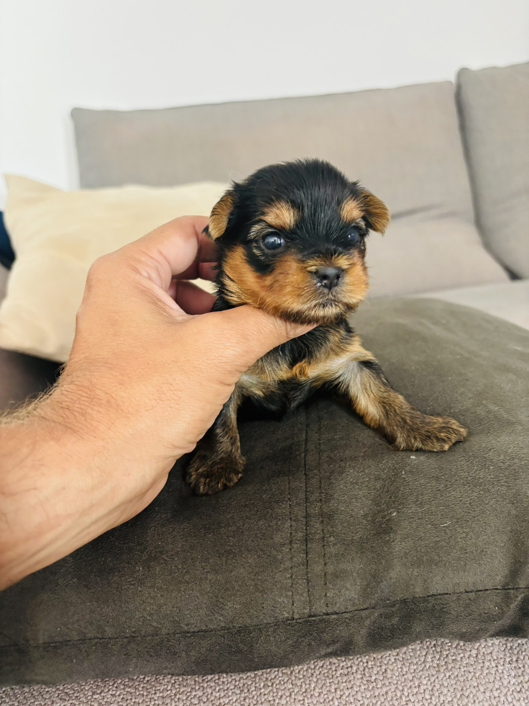 Jet Set's Blue Star - Chiots disponibles - Yorkshire Terrier