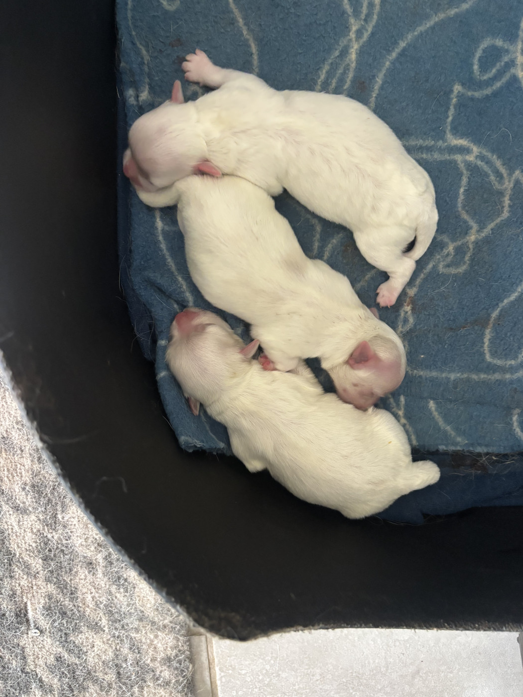 Jet Set's Blue Star - Chiots disponibles - Bichon maltais
