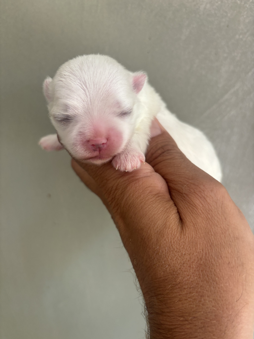 Jet Set's Blue Star - Chiots disponibles - Bichon maltais