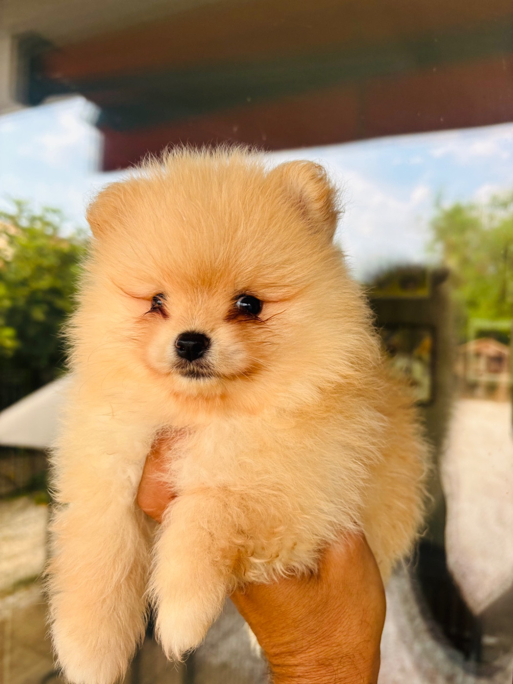 Jet Set's Blue Star - Chiots disponibles - Spitz allemand