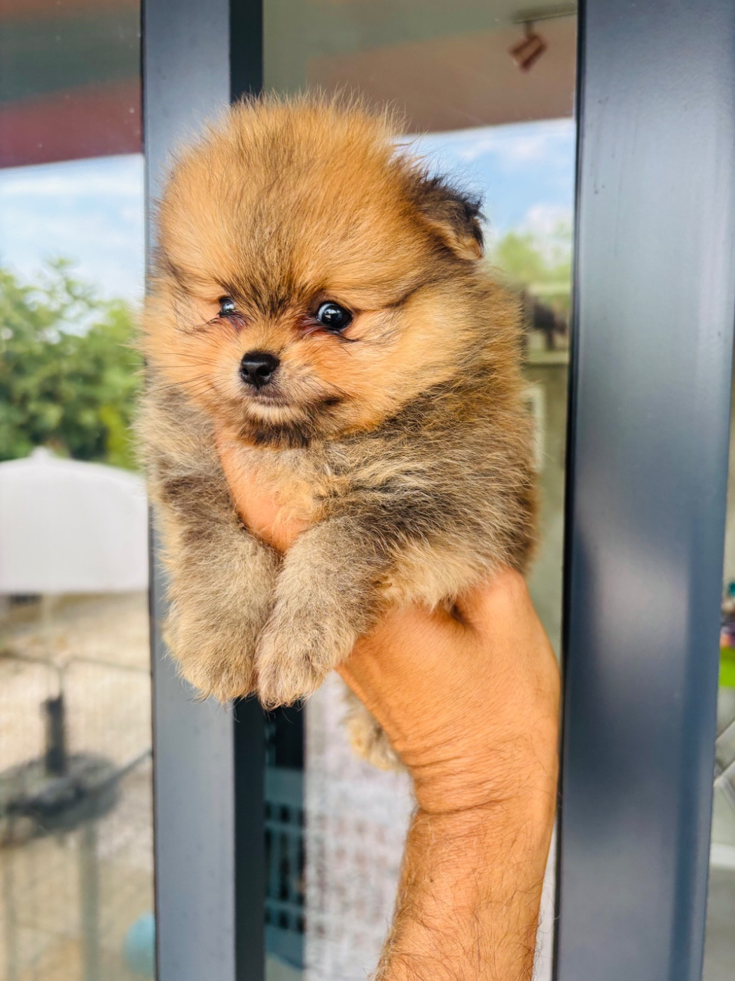 Jet Set's Blue Star - Chiots disponibles - Spitz allemand