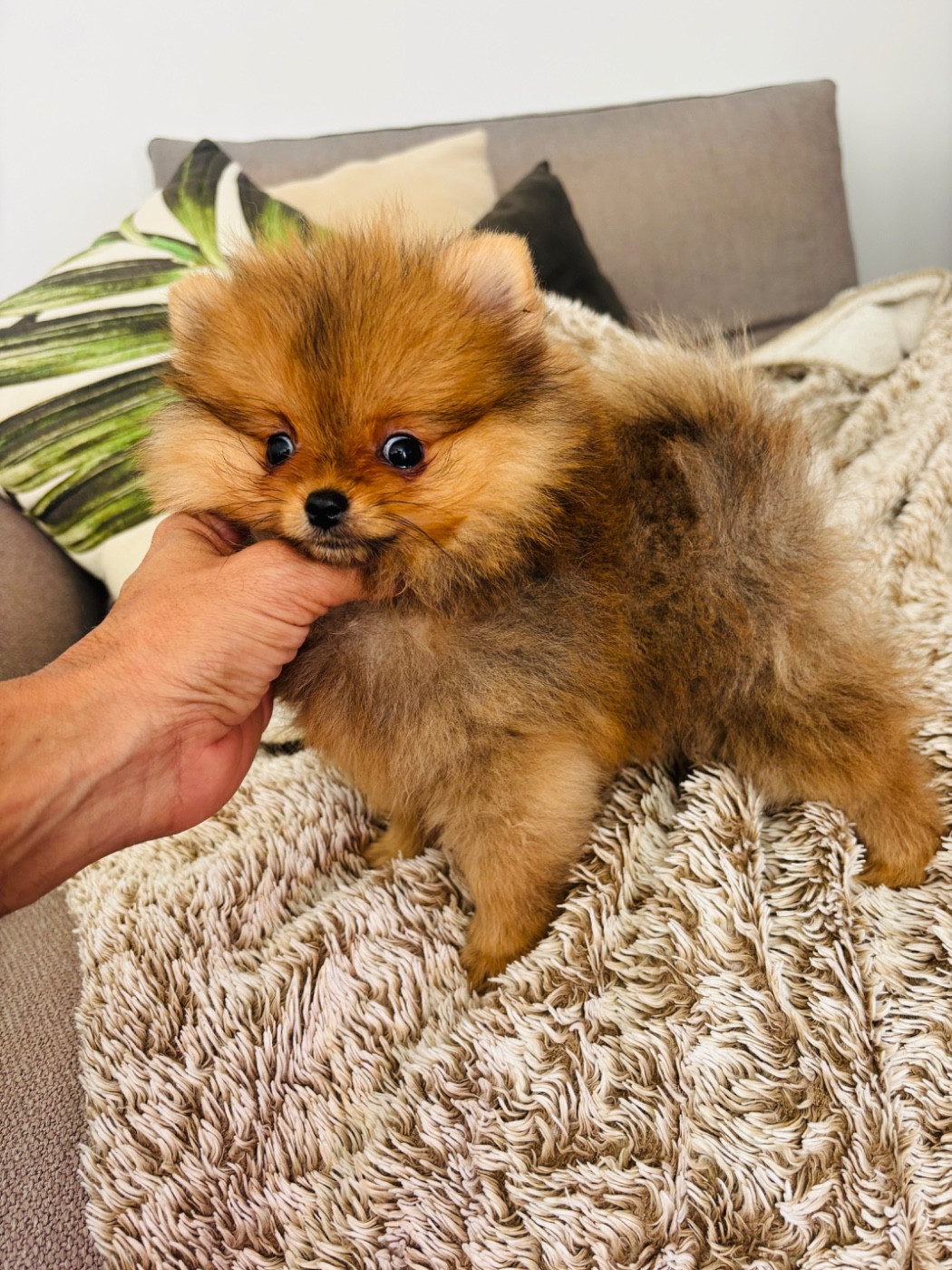 Jet Set's Blue Star - Chiots disponibles - Spitz allemand
