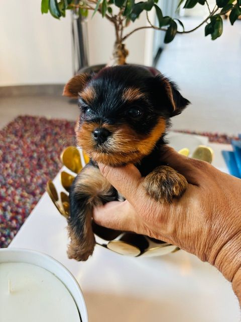 Jet Set's Blue Star - Chiots disponibles - Yorkshire Terrier