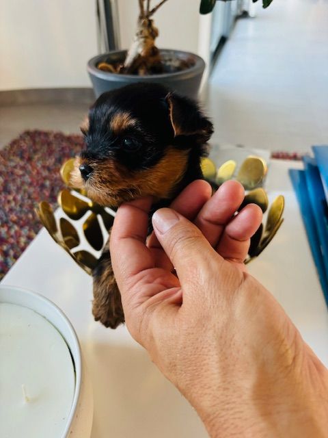 Jet Set's Blue Star - Chiots disponibles - Yorkshire Terrier