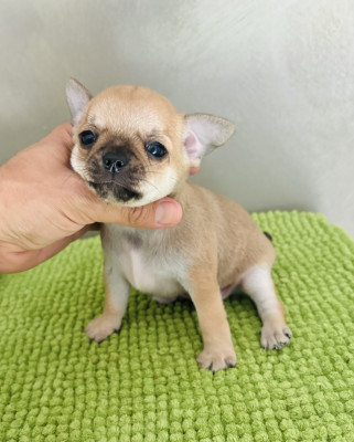 Chiot N°1