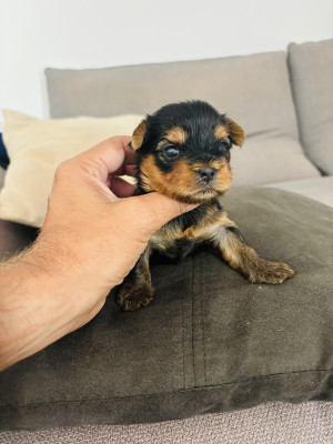 Chiot N°1